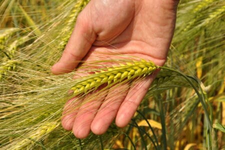 hibrid orz syngenta