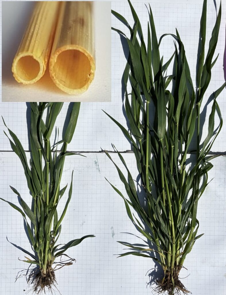hibrid orz syngenta