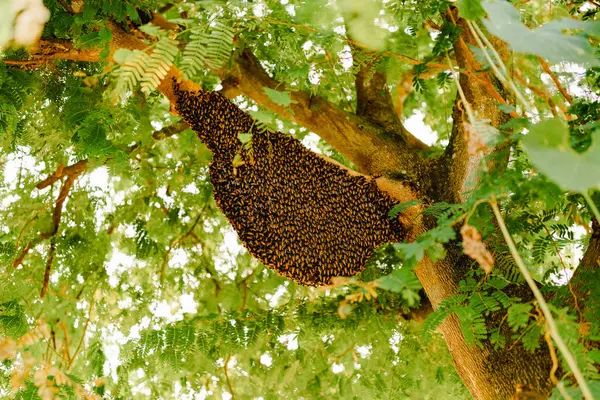 Bee Paradise Corteva talenta