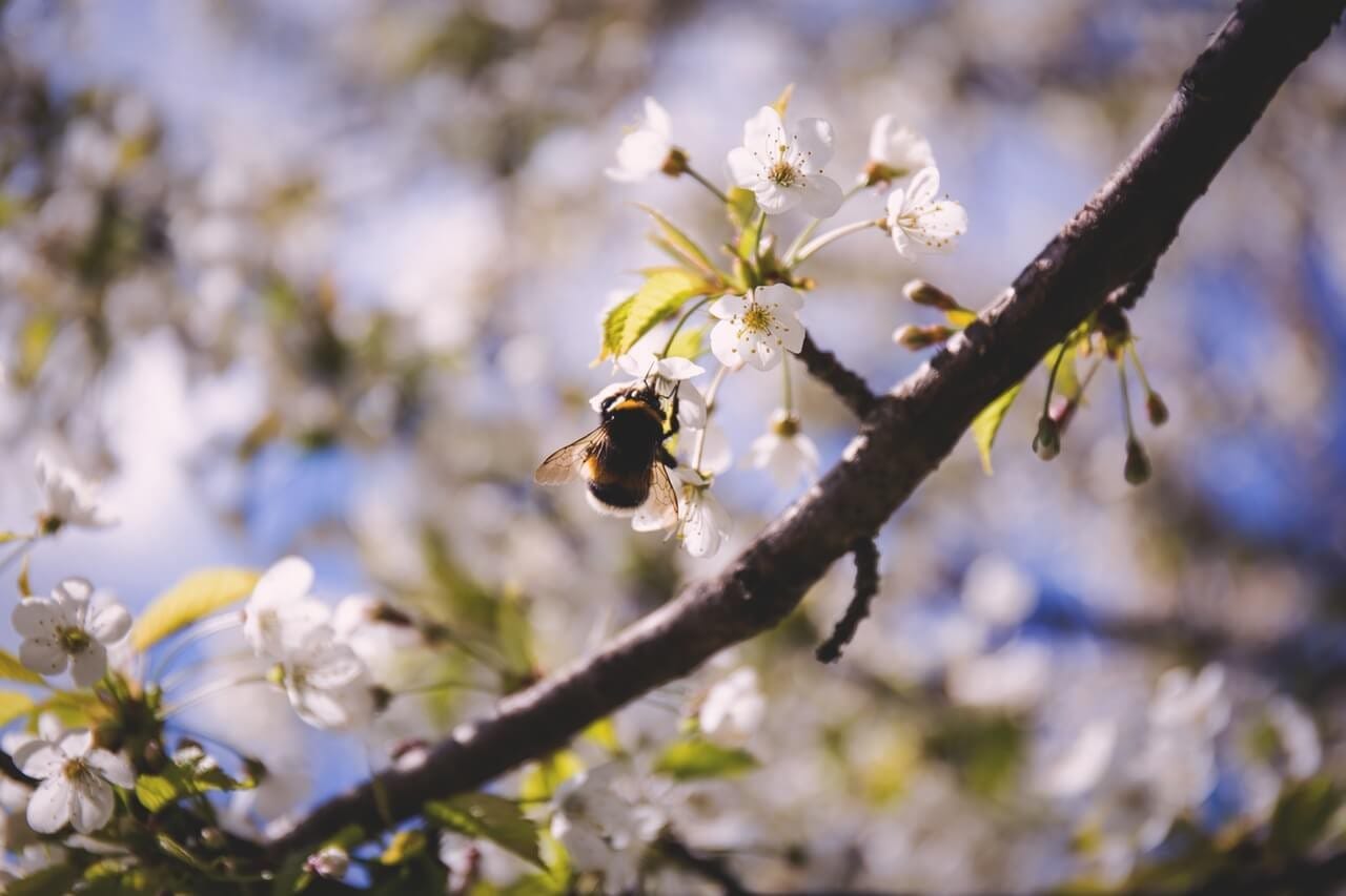 Bee Paradise Corteva talenta