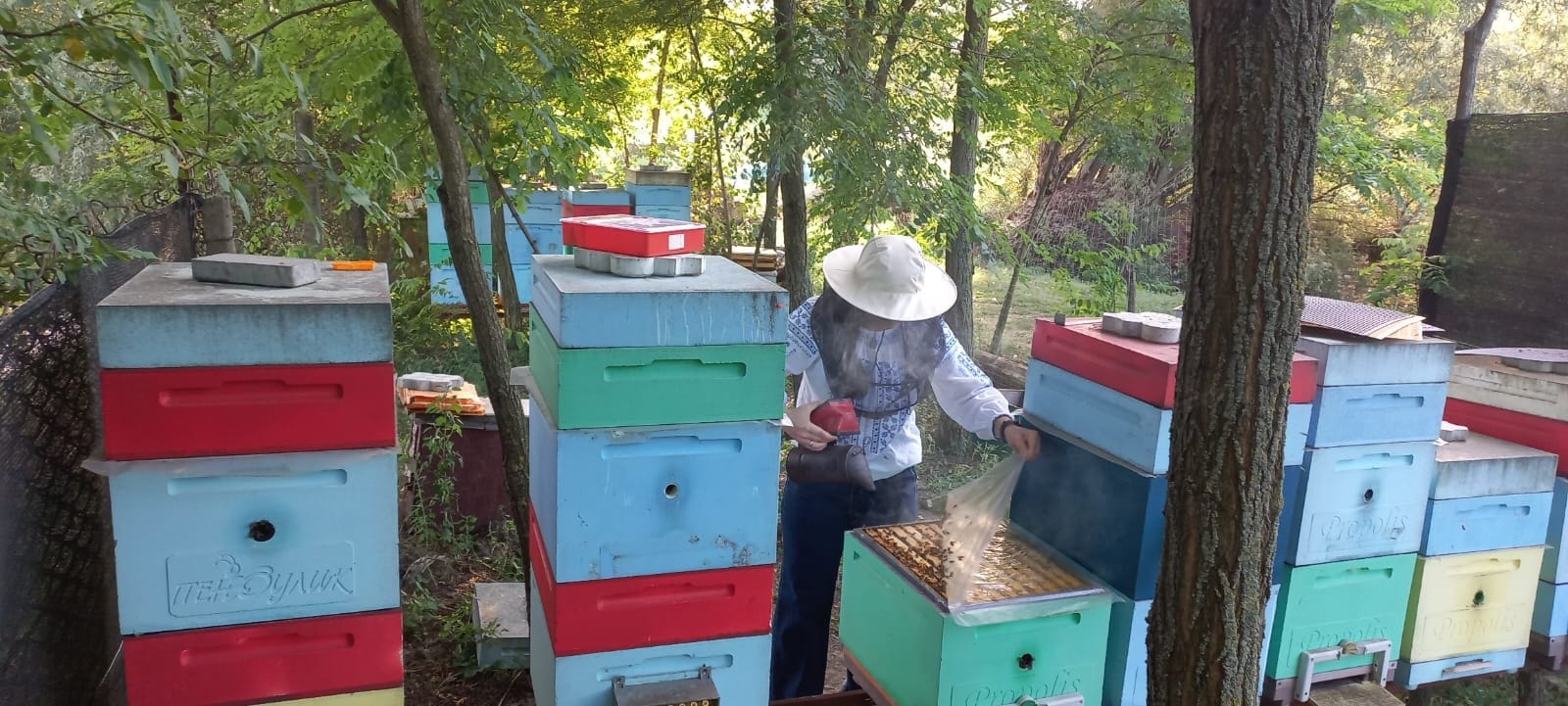 Bee Paradise Corteva talenta