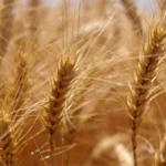 Fermierii avansează în combaterea buruienilor la culturile de cereale