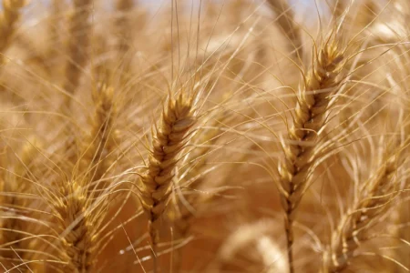 Fermierii avansează în combaterea buruienilor la culturile de cereale