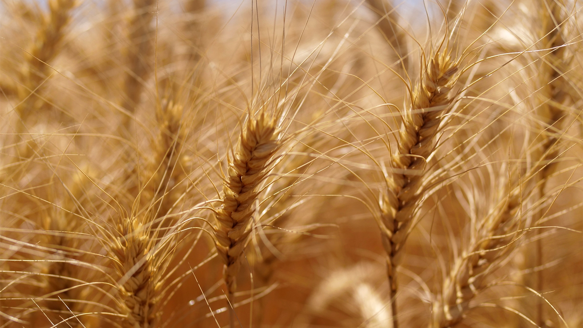 Fermierii avansează în combaterea buruienilor la culturile de cereale
