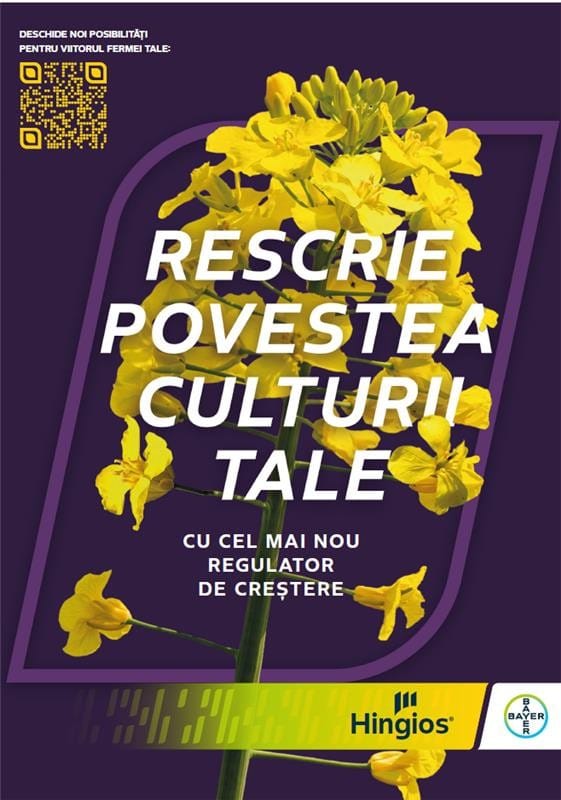 Hingios rapita bayer