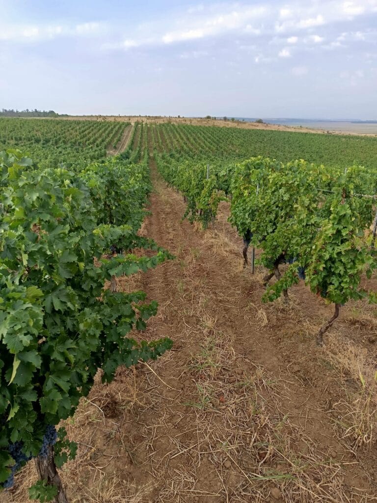 talendo corteva vita de vie