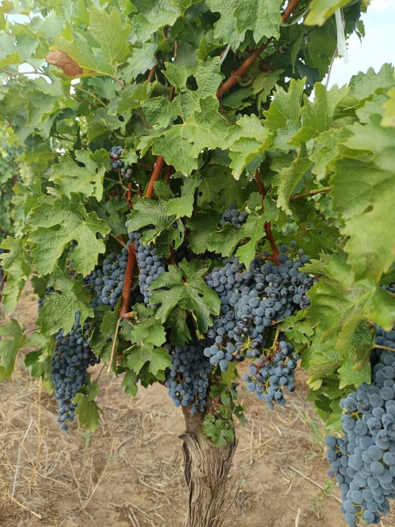 talendo corteva vita de vie struguri negri