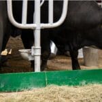 angus certificare