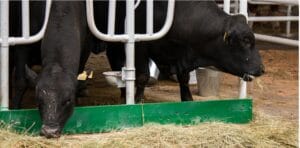 angus certificare