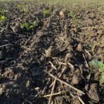 rapita adama sultan 50 sc