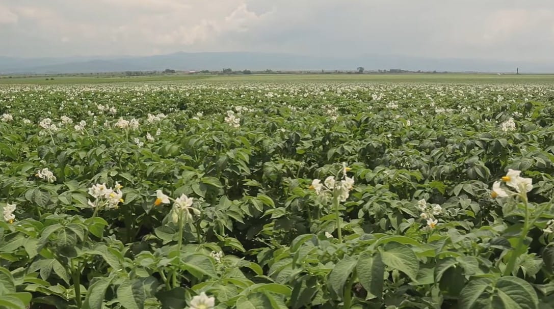 Potato Crop