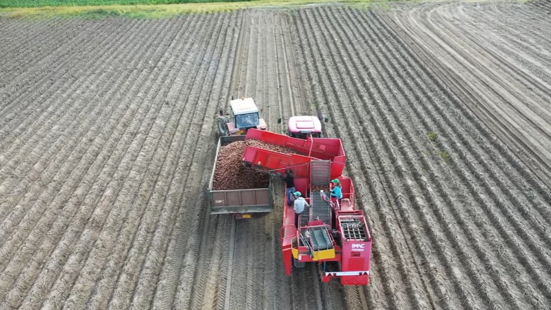 Potato Harvest