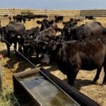 ferma angus
