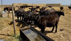 ferma angus