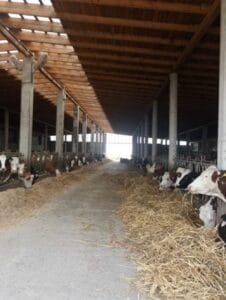 ferma milion
