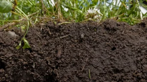 Secretele solului care alimentează inovația în protecția culturilor