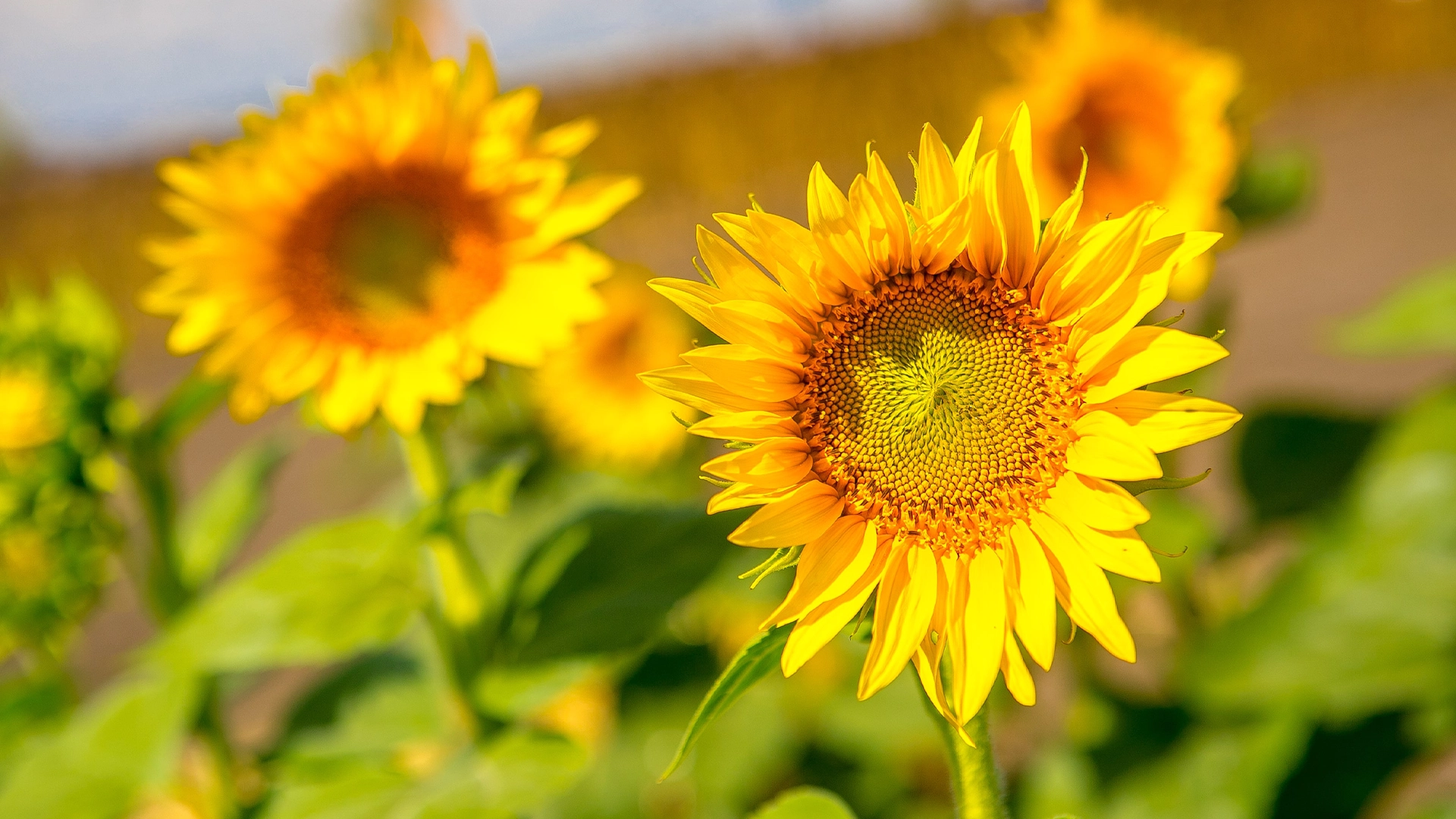 Sunflower Crop Corteva Agriscience
