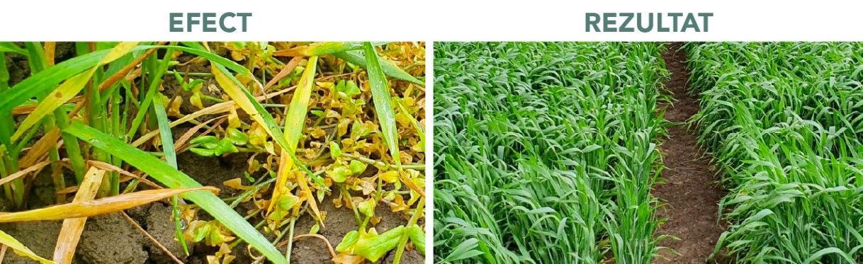 erbicid omnera cereale fmc agro