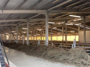 Adrian Pintea, fostul șef APIA, la o fermă de ovine! 2 ferma oi martie