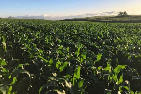 hibrizi genetica Pioneer Corteva