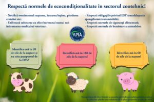 identifica animale