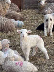 Adrian Pintea, fostul șef APIA, la o fermă de ovine! 3 miei 2026
