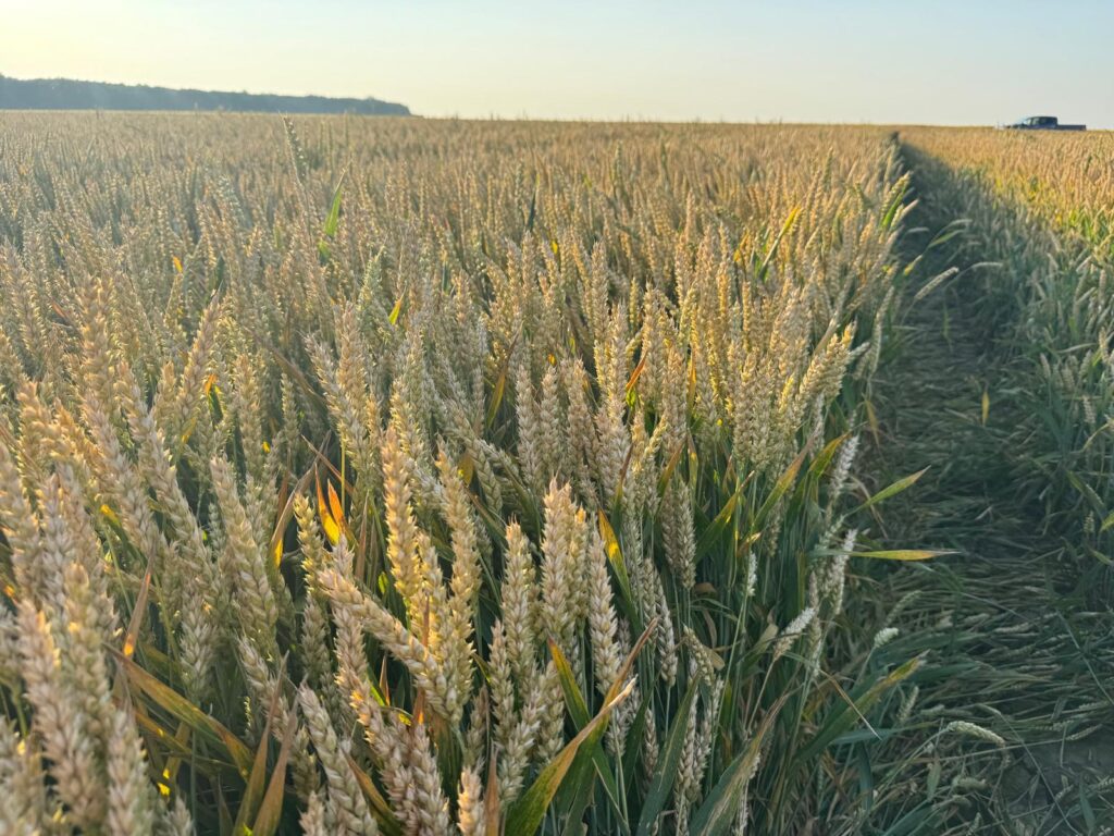 Cereal Crops Corteva Agriscience