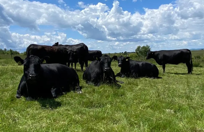 angus fagaras