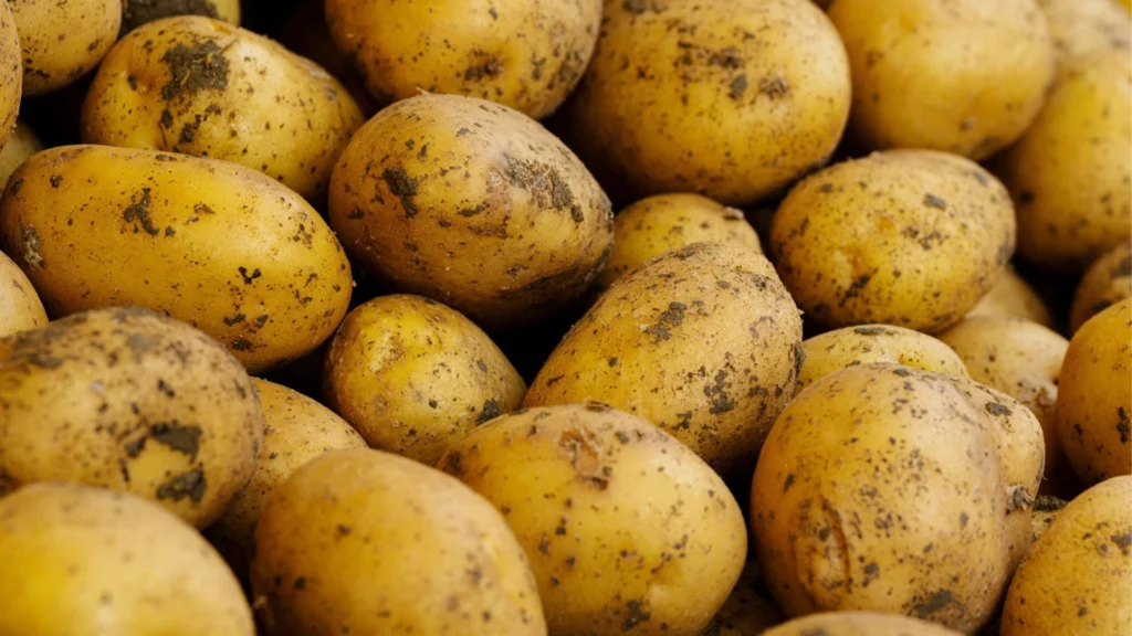 Fermierii asigură calitatea culturilor pentru producția de alimente nutritive printr-un management eficient al dăunătorilor 1 Fermierii asigură calitatea culturilor pentru producția de alimente nutritive printr-un management eficient al dăunătorilor