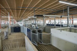 Fermă de porci de 10,5 milioane euro! O parte mare din sumă provine din ajutor de stat!