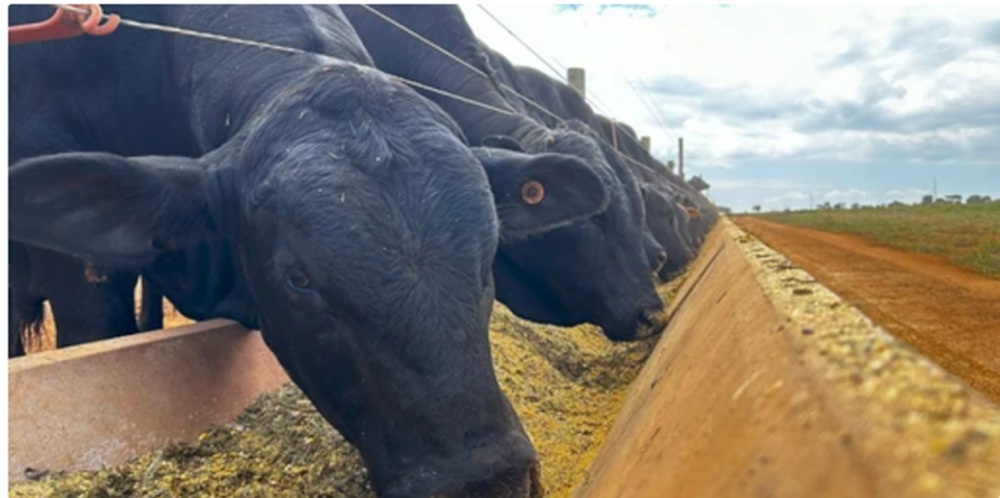 România ar deține cel mai mare efectiv de taurine rasă pură Aberdeen Angus 1 aberdeen