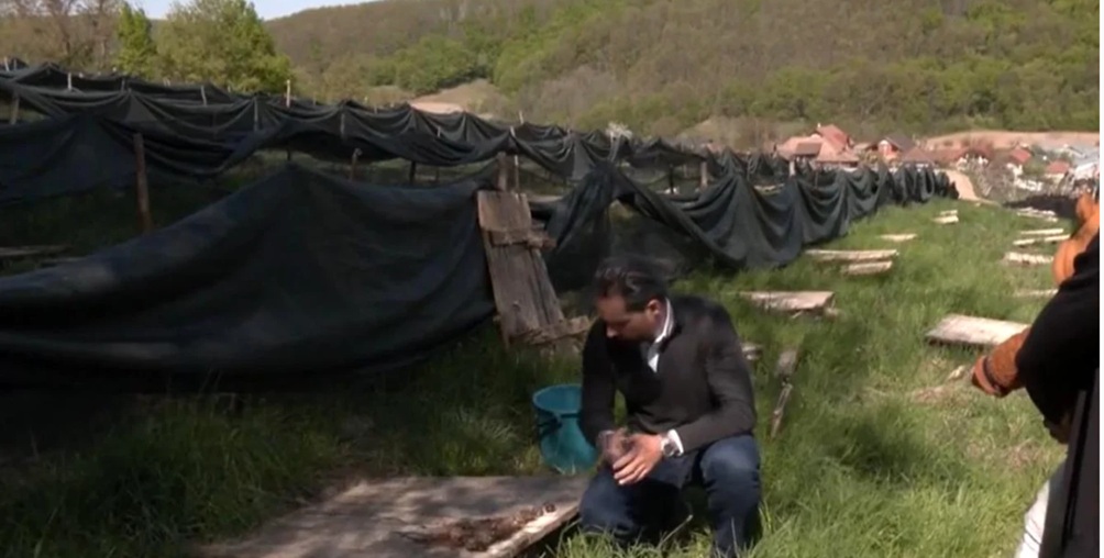 ferma melci