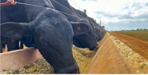 Ce verifici când alegi un vițel Aberdeen Angus pentru îngrășare