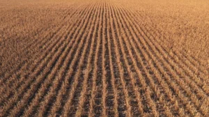 Agricultura își schimbă abordarea: mai puține lucrări, mai multă protecție pentru sol