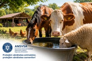 Anunț ANSVSA pentru crescătorii de animale!