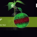 biostimulatorul ACCUDO 1