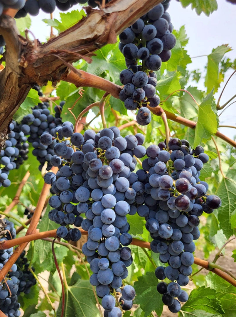 corteva viticultura 2