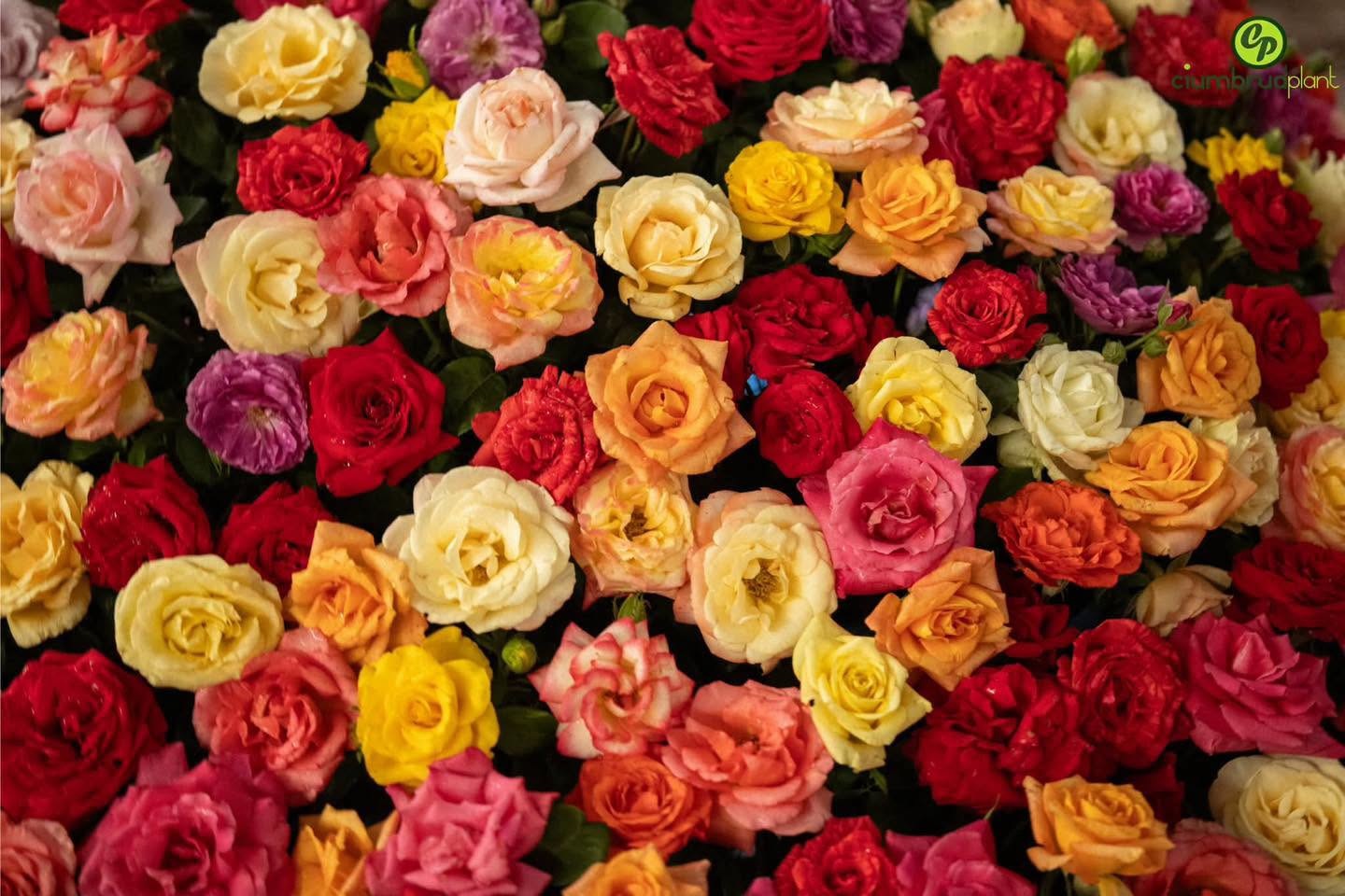 roze doi bun