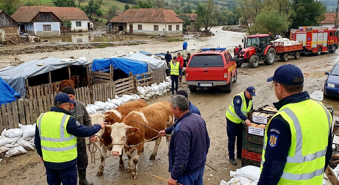 animale inundatii