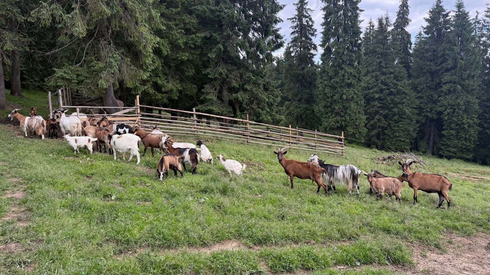 Ministrul Tanczos Barna la stână! 7 ministru capre bun