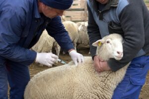 Vaccinarea ovinelor, pierderi uriașe pentru oieri? - AgroInfo