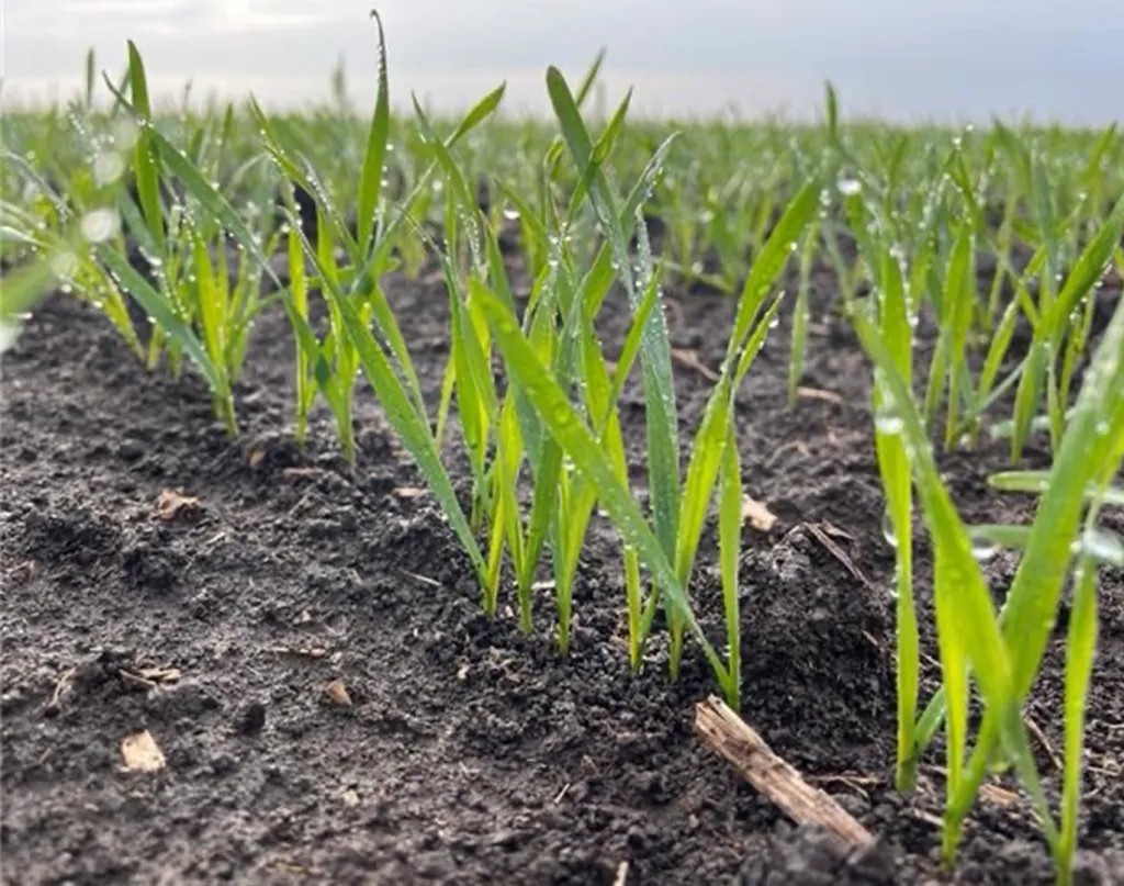  bayer grau MATENO® DUO