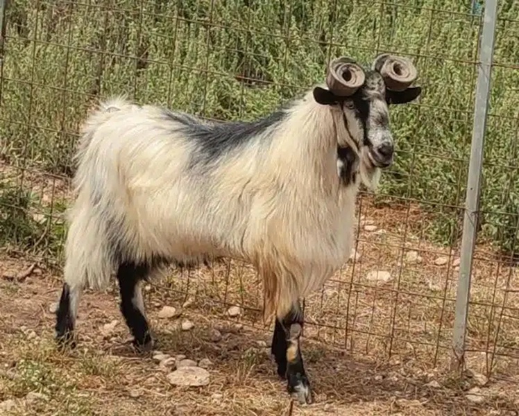 rasa capre