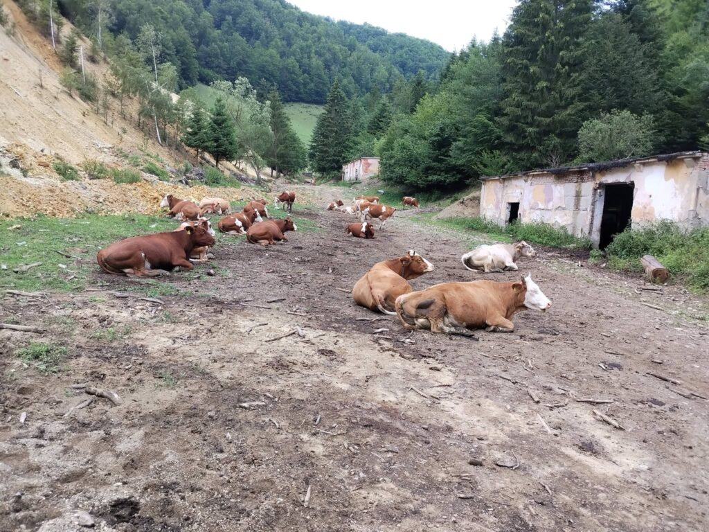 Un crescător de animale a rămas fără șapte viței!