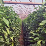 Greenhouse Crops Corteva Agriscience