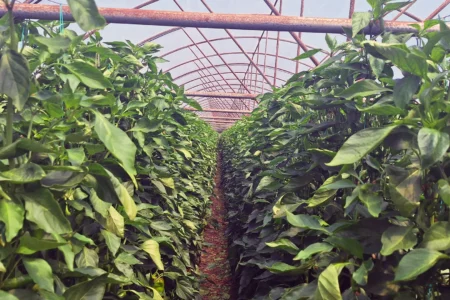 Greenhouse Crops Corteva Agriscience
