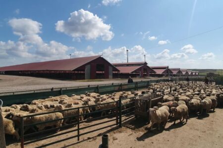 control ovine