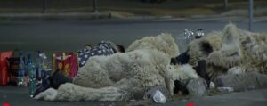 Oierii au dormit pe asfalt în Piaţa Victoriei! Oierii nu renunță!
