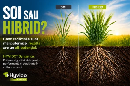 soi sau hibrid Syngenta