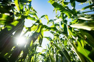Vylor inaugurează o nouă eră în cultura porumbului: cel mai avansat caracter genetic din industrie pentru spor de producție și stabilitatea producției, control avansat al dăunătorilor pentru un salt major al producției și profitabilității fermierilor